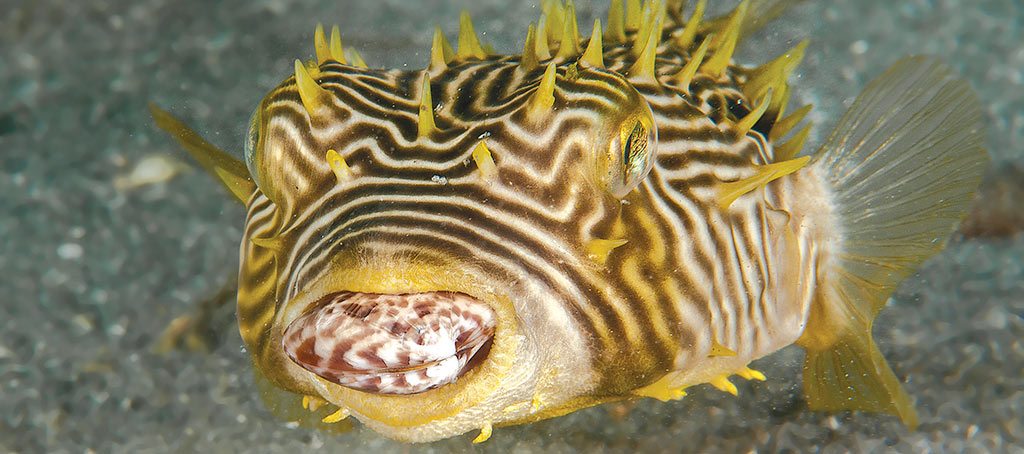 Scuba Diving | Burrfish