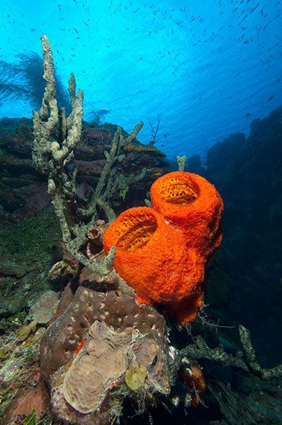 The Island Of Little Cayman A Bucket List Dive Destination
