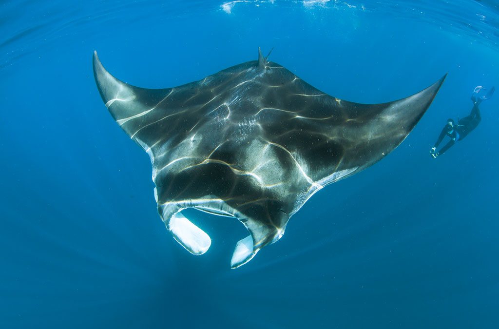 Manta - Photo by Marty Snyderman