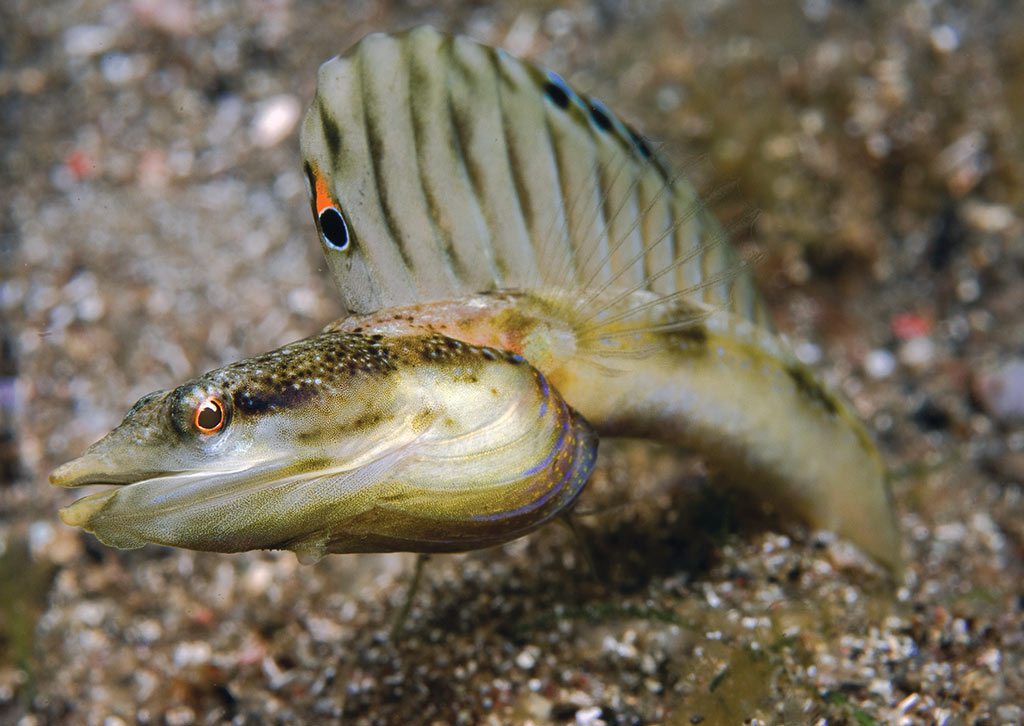 Pikeblenny