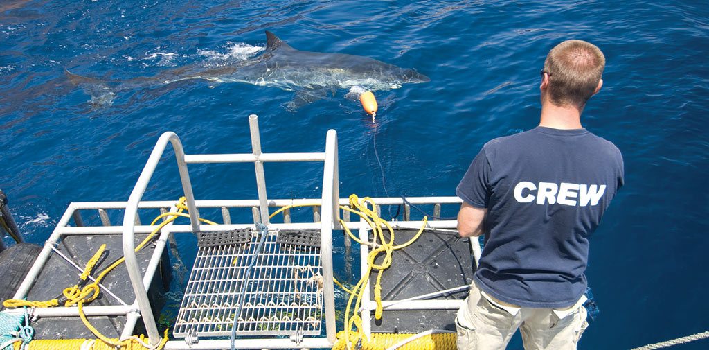 Studying great whites