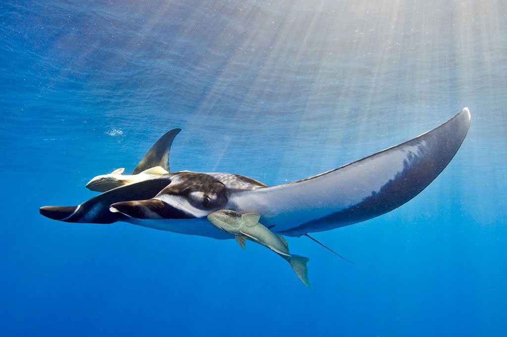 Costa Rica Manta Ray