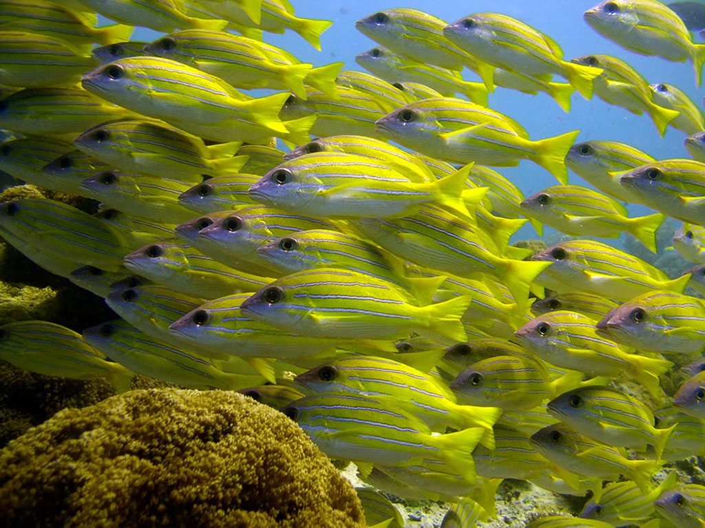 Puerto Rico school of fish