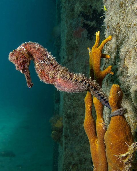 St. Croix SeaHorse