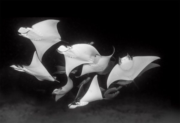 Scuba Diving | Mobula Rays