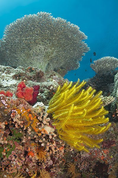 Indo-Pacific Reef Scene