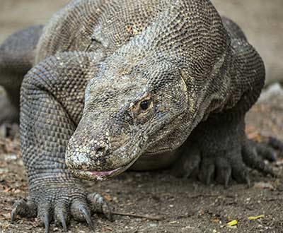 Komodo dragon