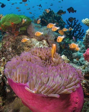 Fiji coral reef