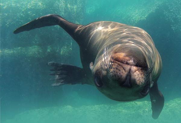 California Sea Lion