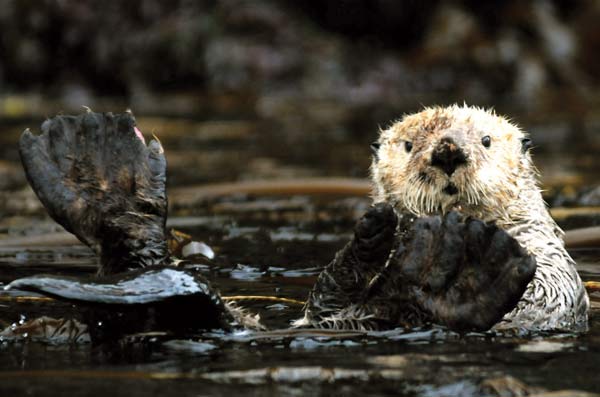 Sea otter