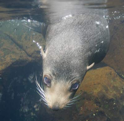 Galapagos fur seal