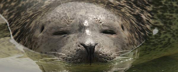 Gray seal