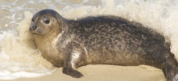 Pacific harbor seal