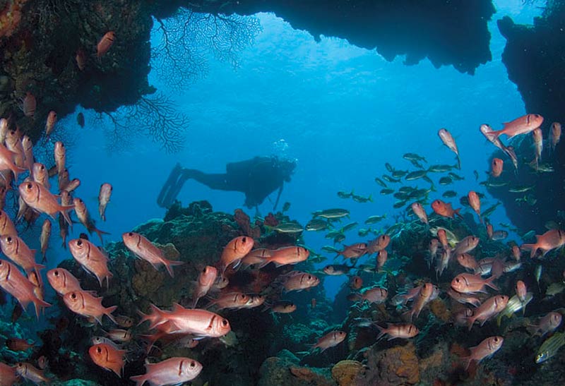 Diving in Dominica