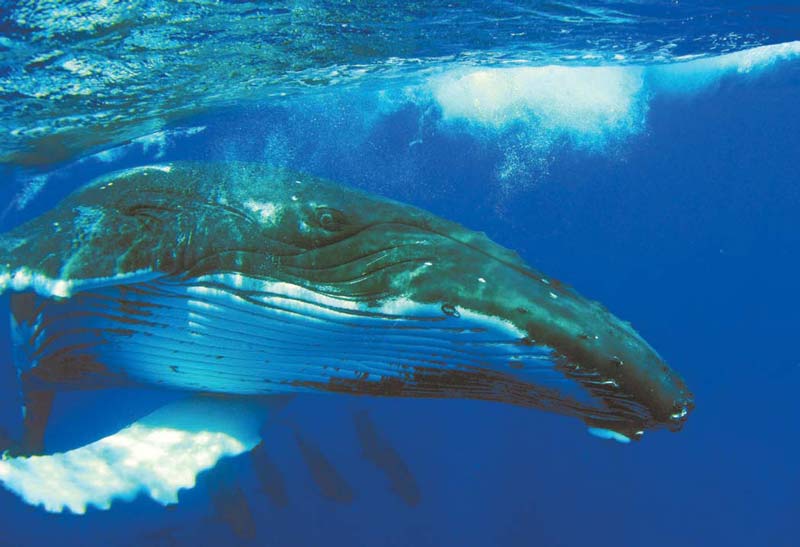 Humpback whale