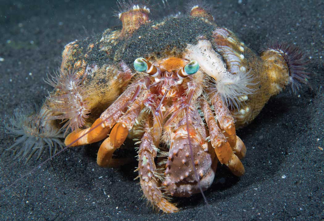 Roaming the Sand Biome at Night: The Spanish Dancer, Anemone Hermit