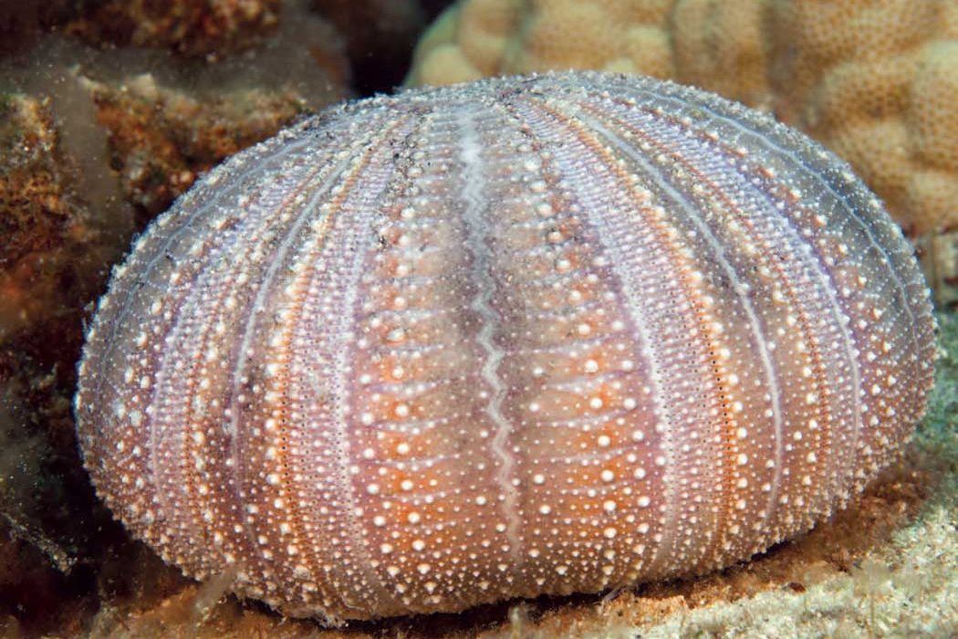 Sea Urchins In Praise Of Mother Ocean S Pincushions Scuba