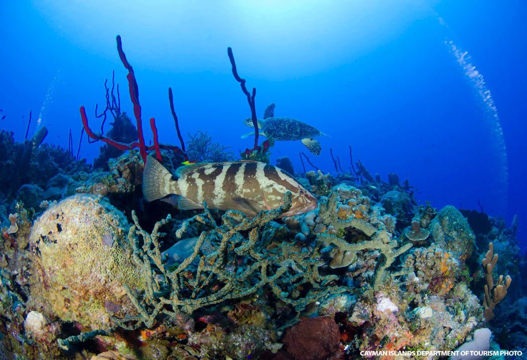 Scuba diving on Cayman Brac