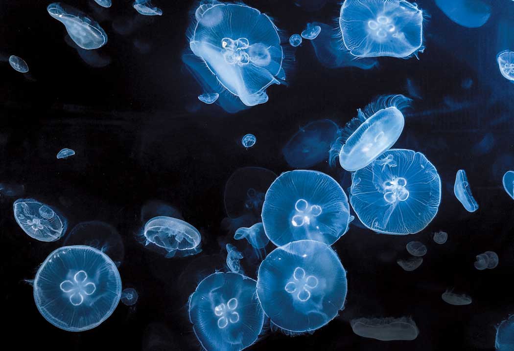 Moon Jellies: Shapeshifting & Other Survival Strategies For Deep