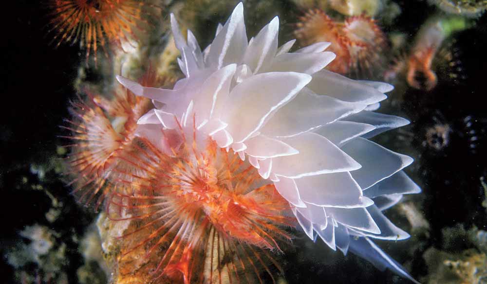 Alabaster nudibranch, San Juan Islands