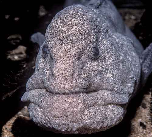 Wolf eel, San Juan Islands