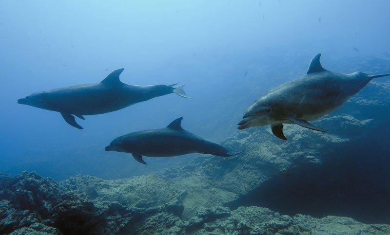Revillagigedo Islands - bottlenose dolphins