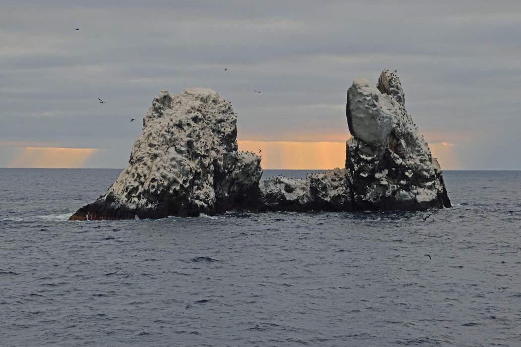 Revillagigedo Islands - Roca Partida