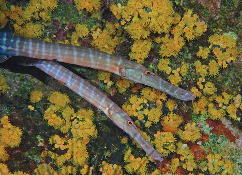 Revillagigedo Islands - trumpet fish