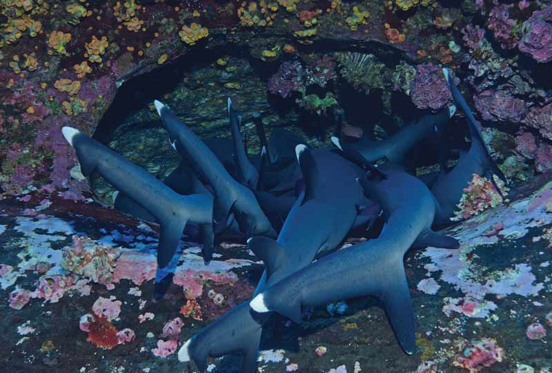 Revillagigedo Islands - White tip sharks
