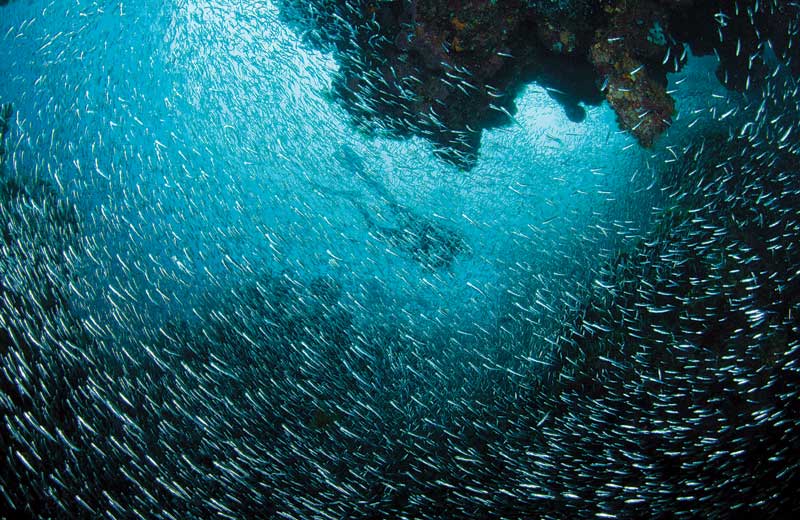 Scuba diver in Guanaja