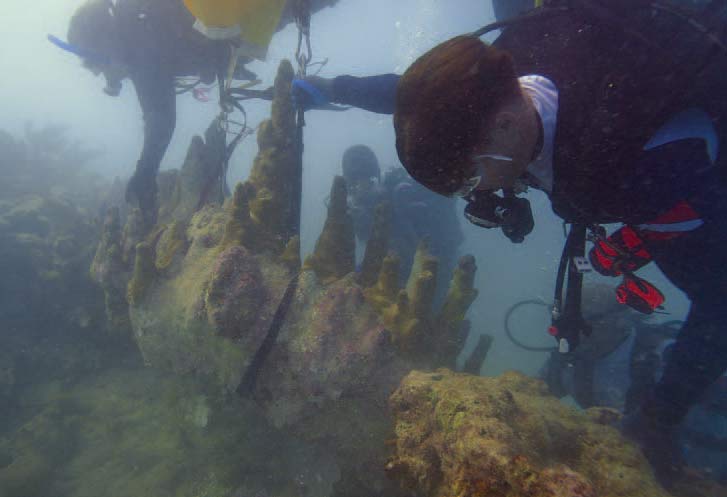 FORCE BLUE coral restoration