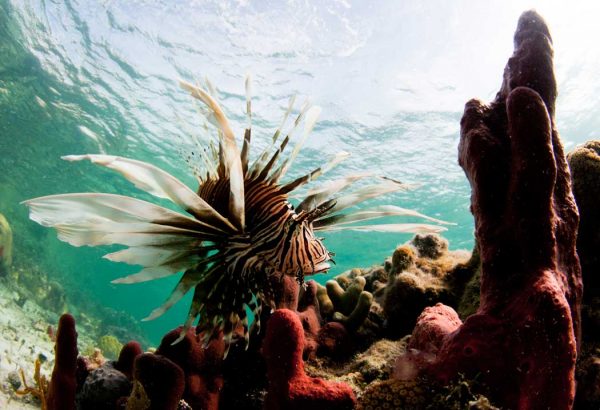 Lionfish Caribbean Ocean