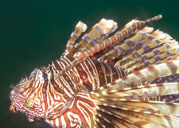 lionfish shadow hunting