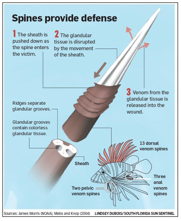 lionfish spines