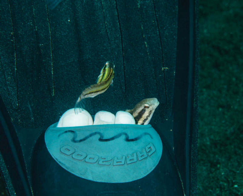 Blennies - Philippines