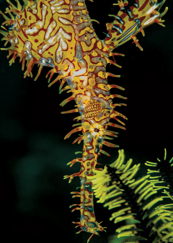 Ghost pipefish, Philippines