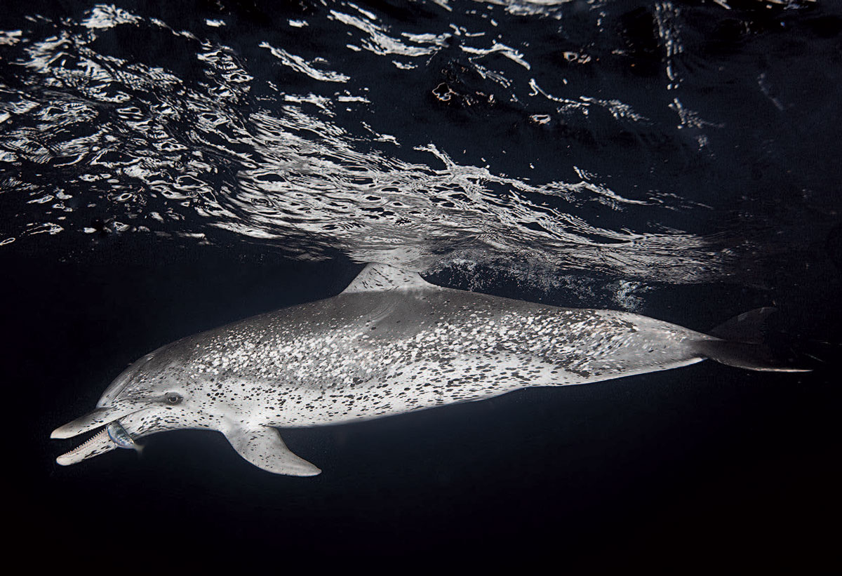 Atlantic Spotted Dolphin