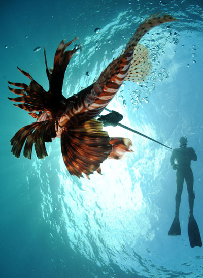 lionfish spear