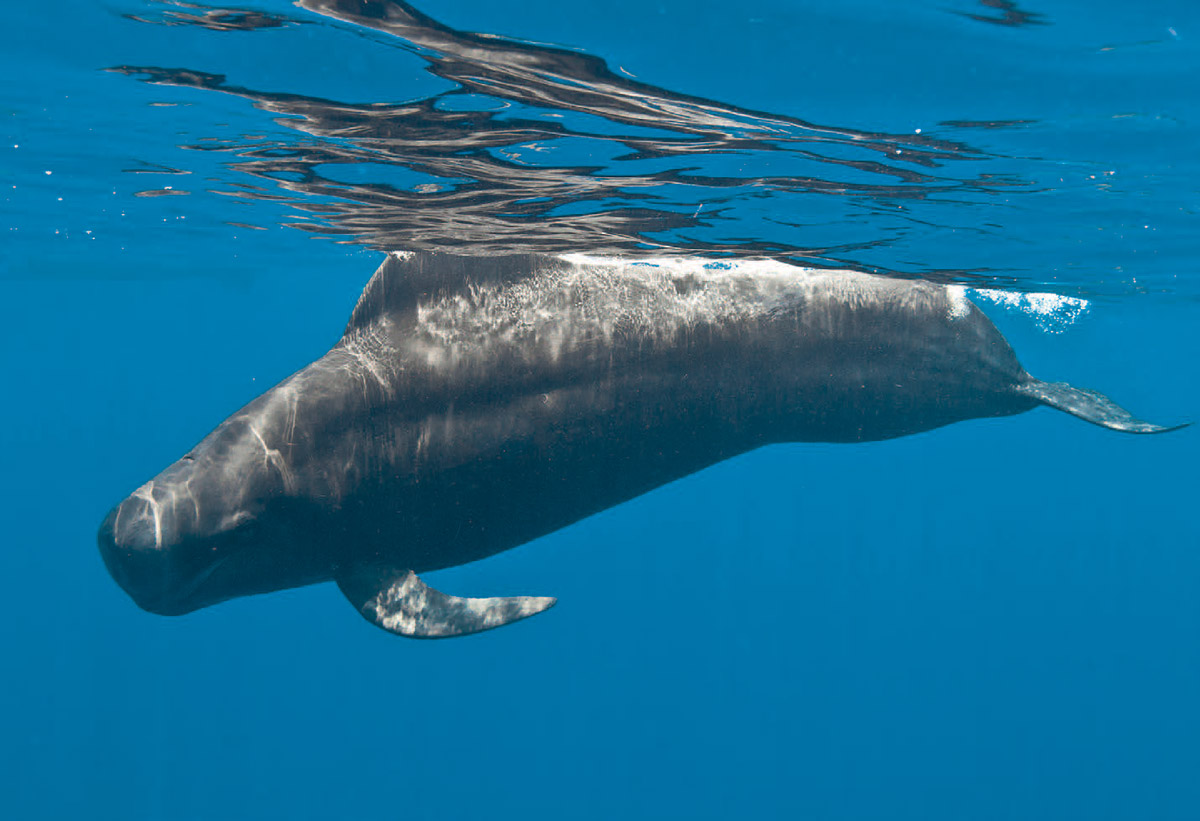 Pilot whale