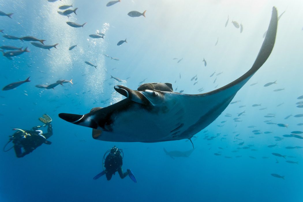 Giant manta becomes first manta ray to be listed as an endangered