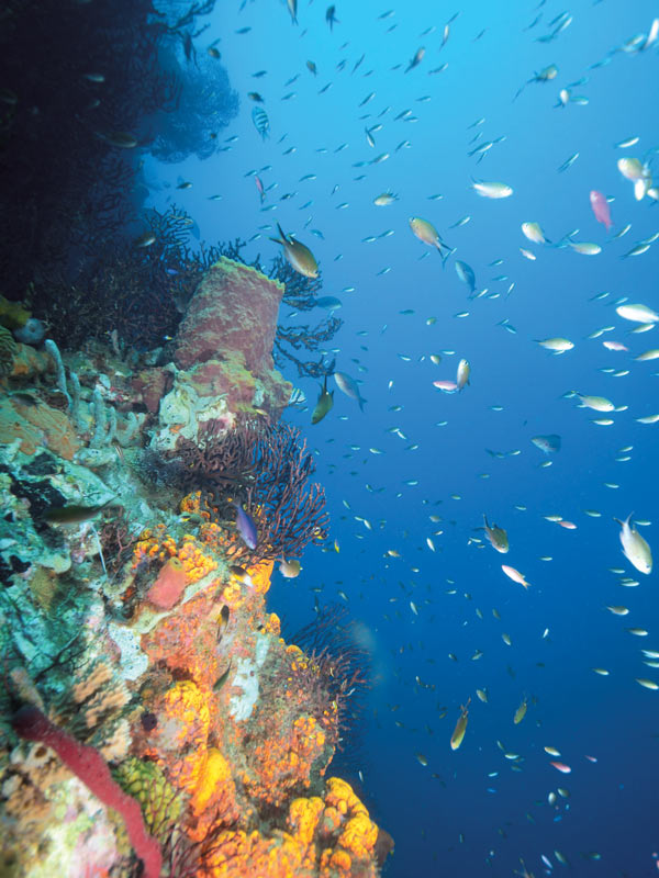 scuba diving in Dominica