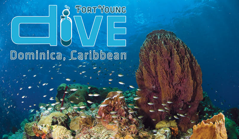 Fort Young Hotel Dive Dominica