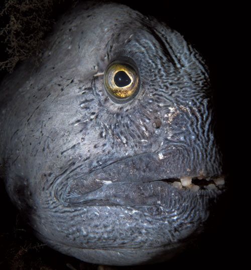 Atlantic wolffish