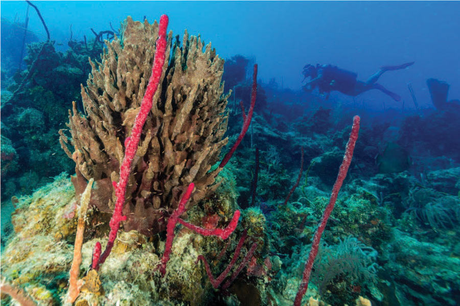 This image portrays FORT YOUNG HOTEL AND DIVE RESORT ROSEAU, DOMINICA by Dive Training Magazine | Scuba Diving Skills, Gear, Education.