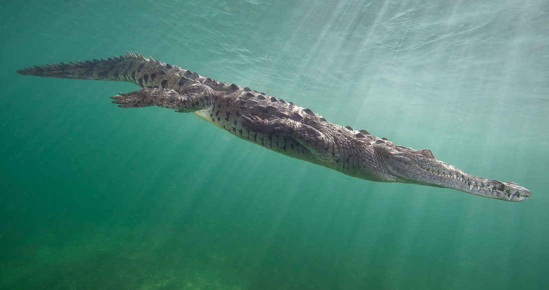 Diving In Cuba: Los Jardines De La Reina, Cuba's 'Garden Of Eden'