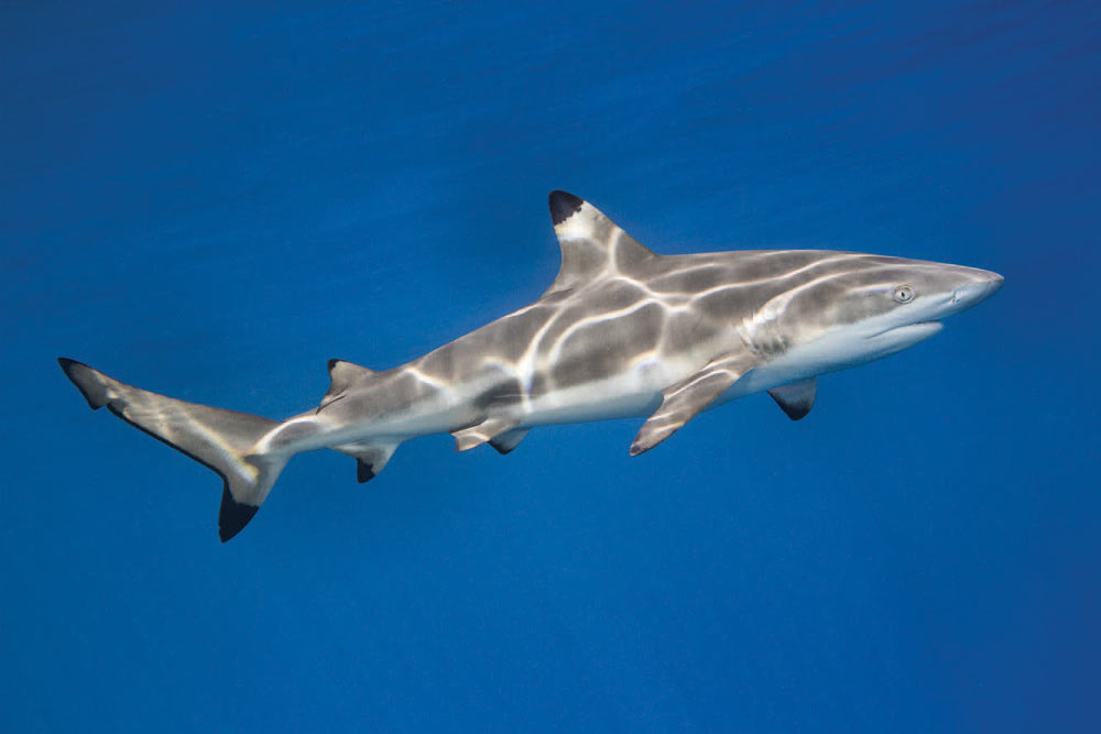 Blacktip shark