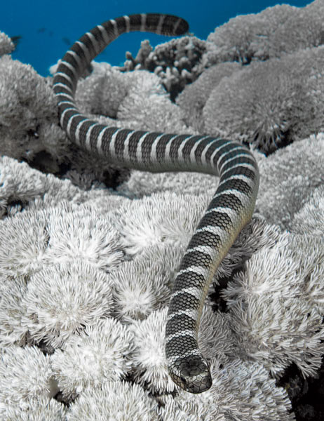 Black And White Striped Sea Snake Hawaii