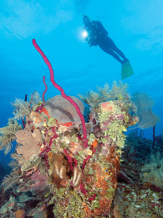 coral reef Cuba