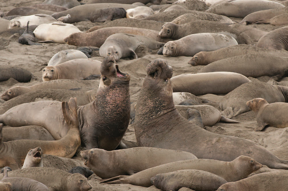 Northern elephant seal