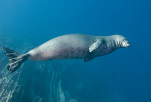 Hawaiian monk seals